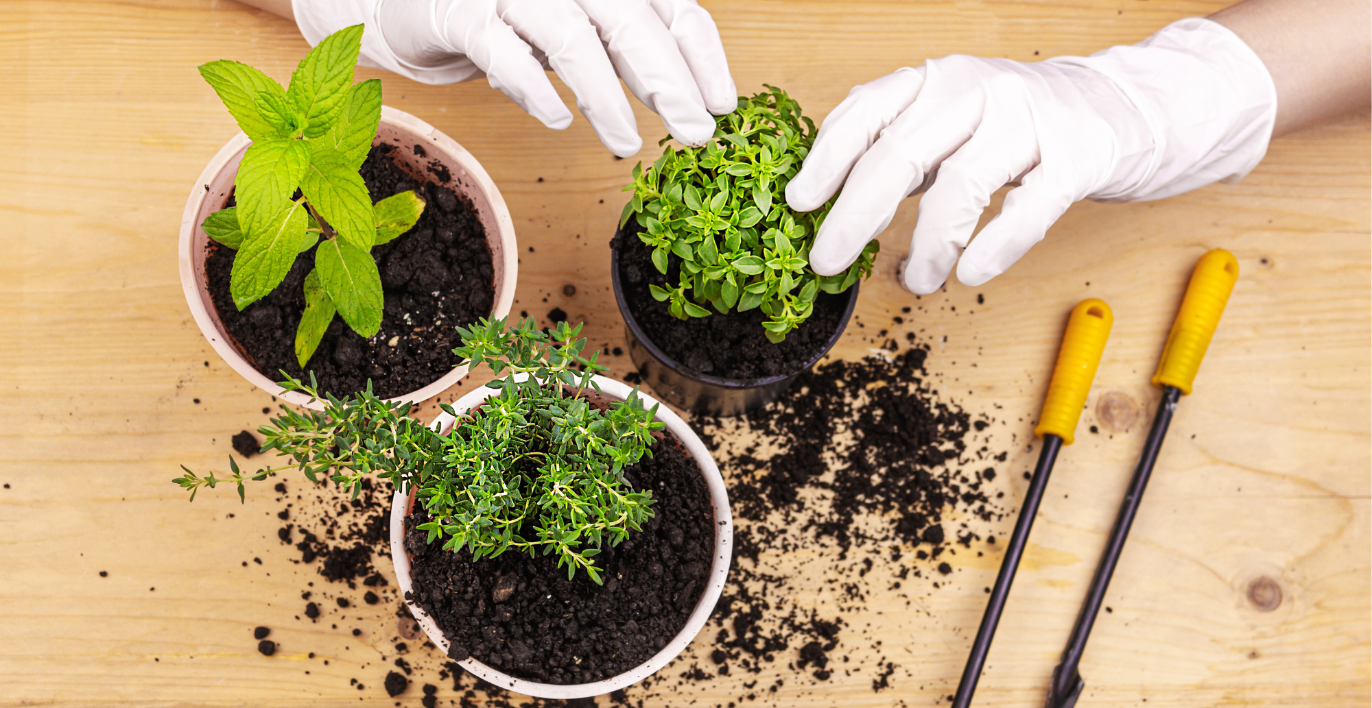 Urban Farming: Edible Plants