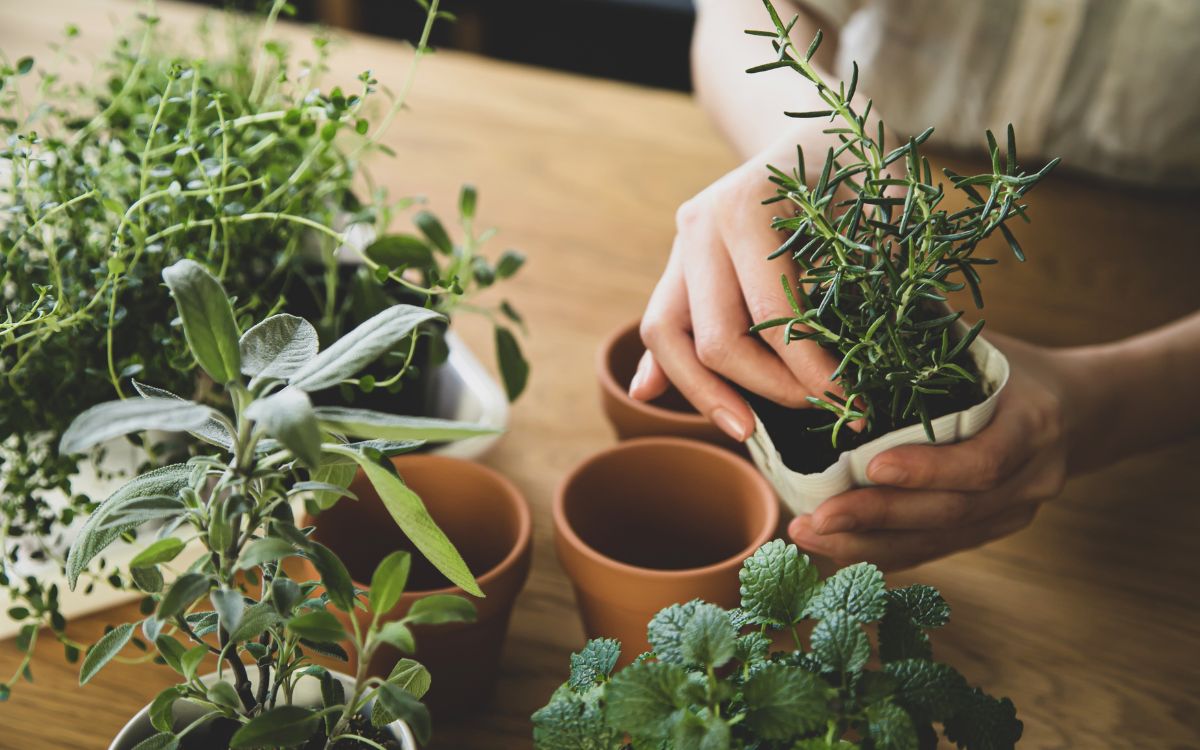 Sustainability & Green Skills – Growing Food at Home